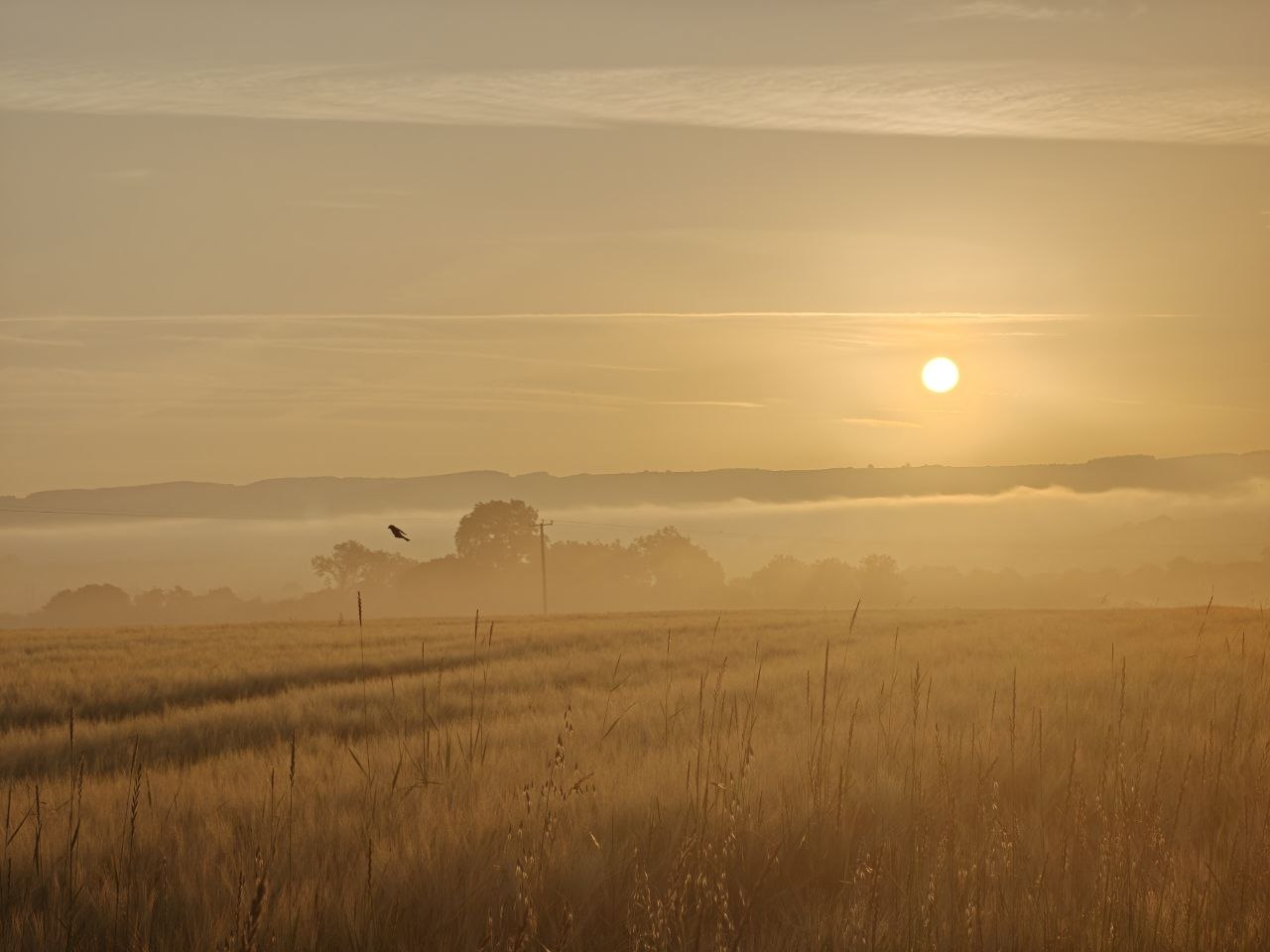 Lisdowney Sunrise